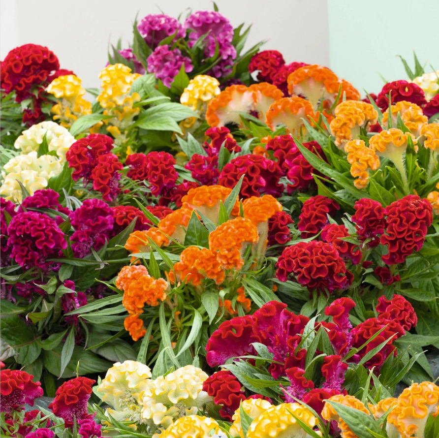Celosia