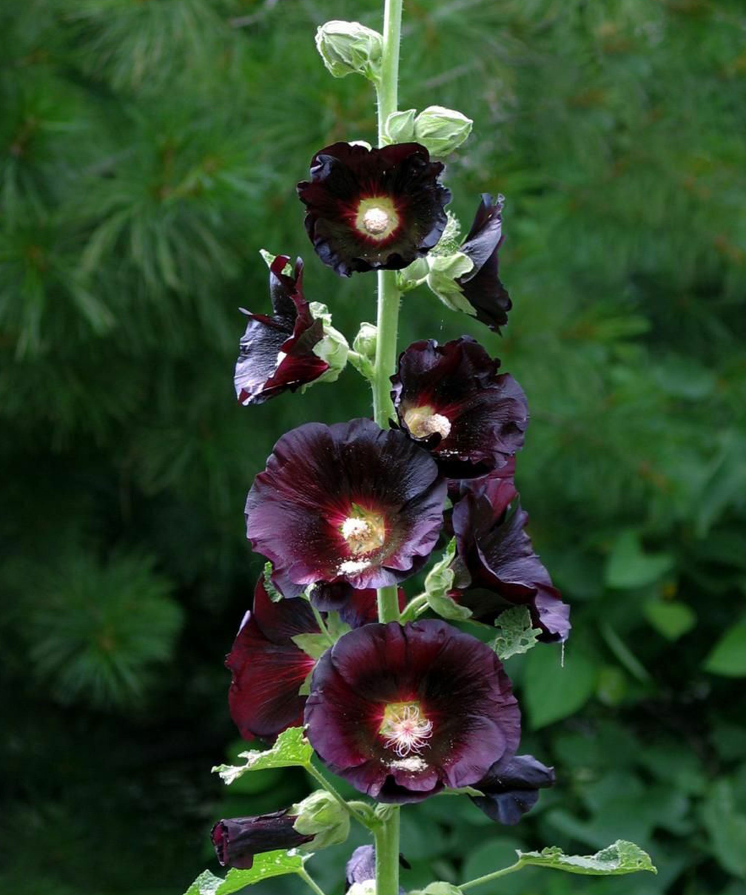Hollyhock 'Nigra' Seeds | Cut Flower Seeds