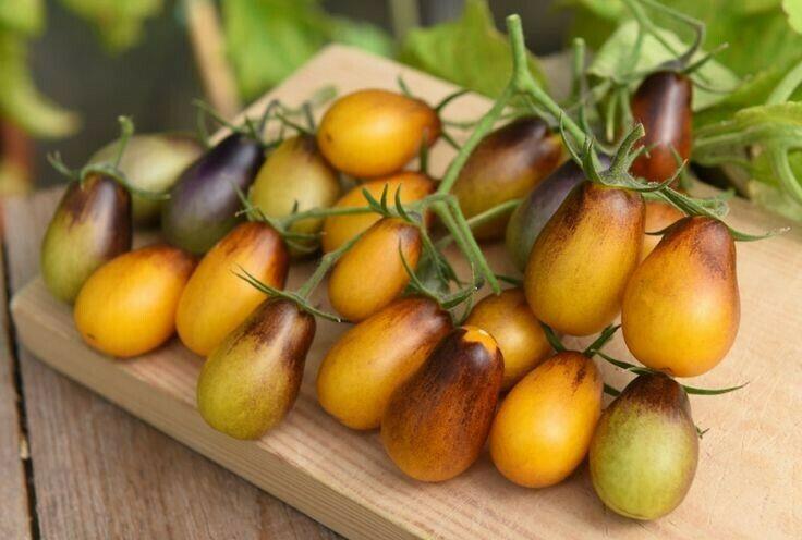Tomato Cherry - Indigo Pear Drops - Premier Seeds Direct