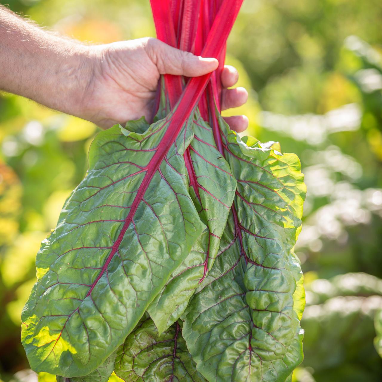 Rhubarb Supreme Organic Swiss Chard Seeds