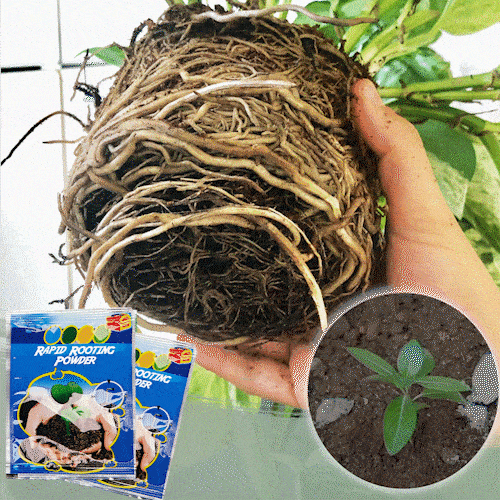 Rapid Rooting Powder