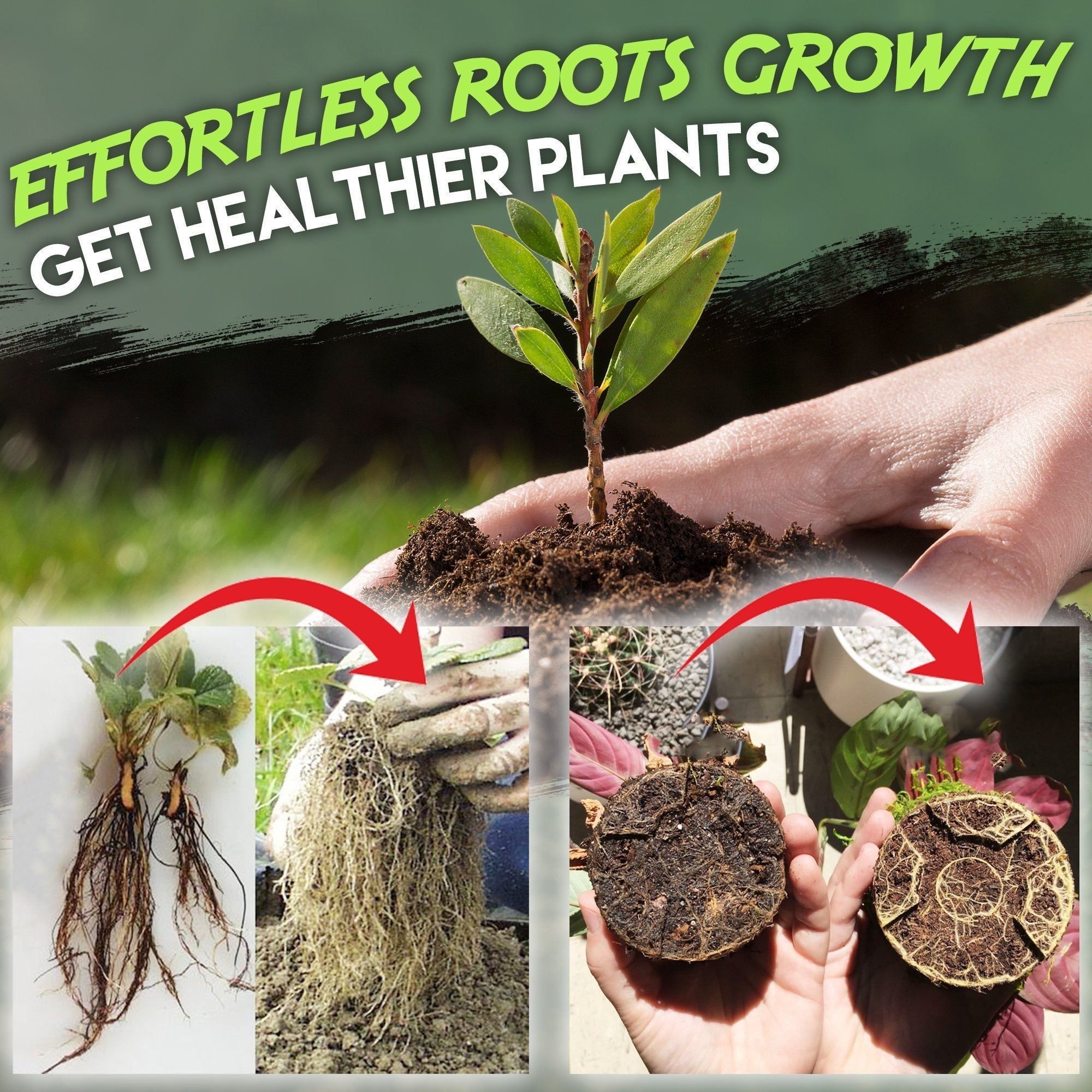 Rapid Rooting Powder