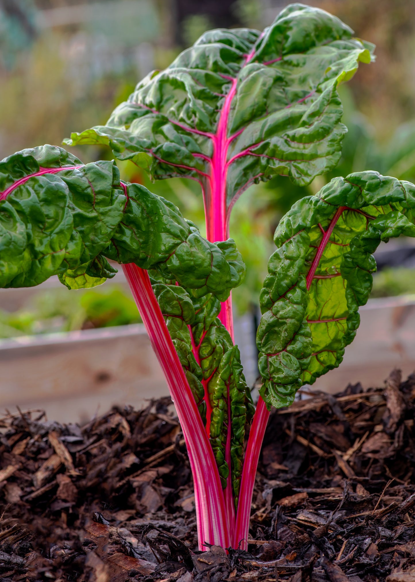 Pink Lipstick Swiss Chard Seeds 