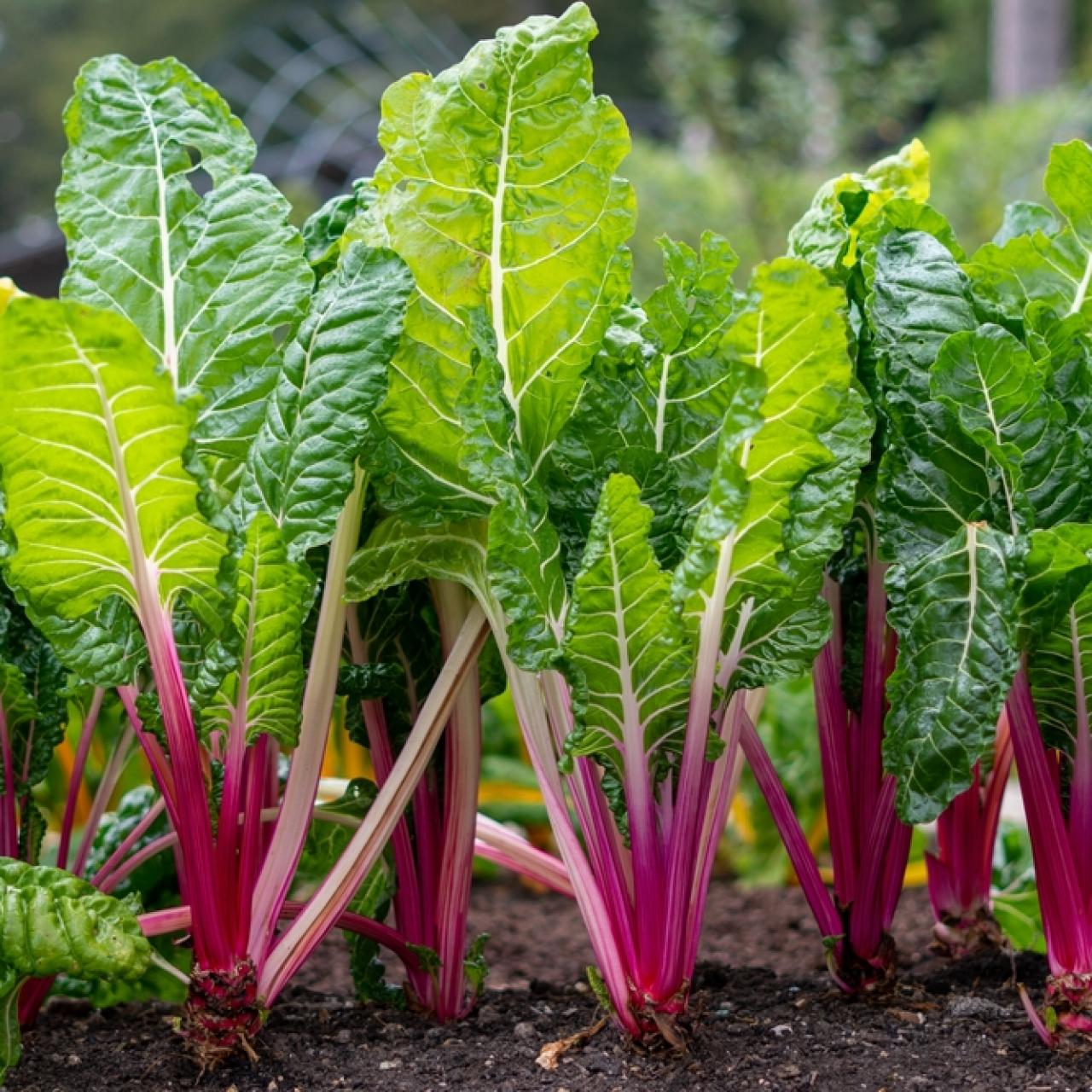 Peppermint Swiss Chard Seeds