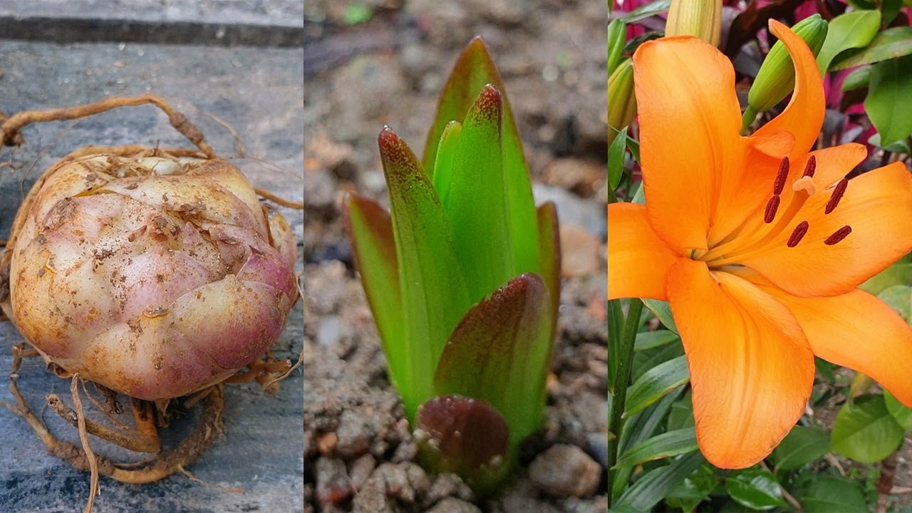 How to grow Lily Bulbs in pots at home - Lilies flowers | Lily ...