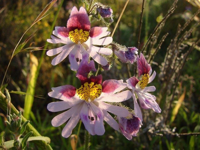 Schizanthus Care: How To Grow Poor Man's Orchids | Gardening Know How