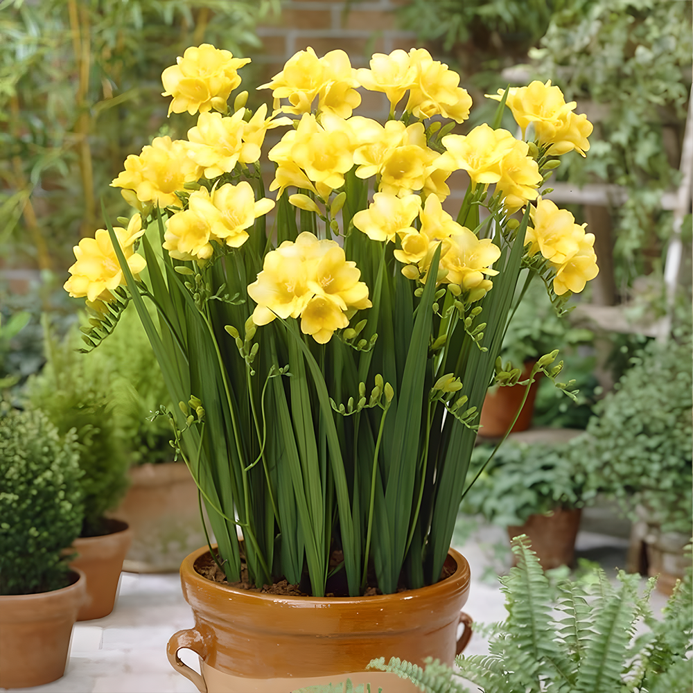 Freesia bulbs💐Rich in variety and fragrant