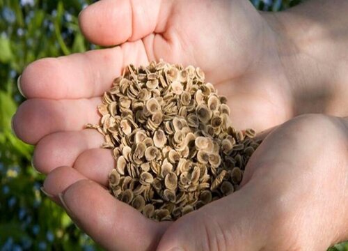 蜀葵花种子什么时候种植最好-植物说