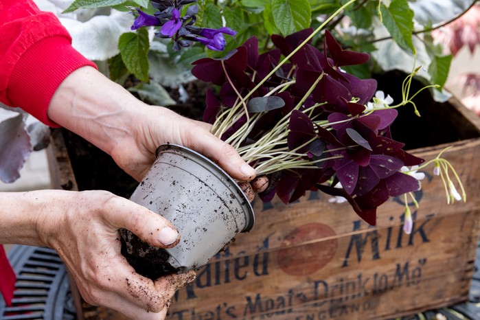 How to grow and care for Oxalis triangularis | BBC Gardeners World Magazine
