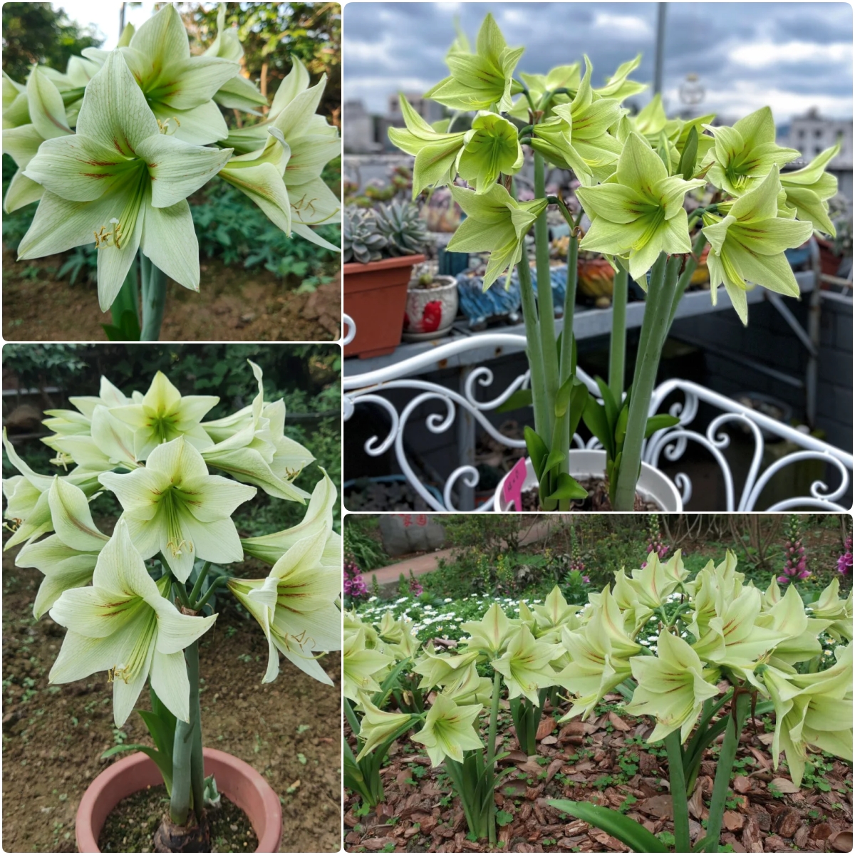 Amaryllis Bulbs🌺Interior Design, Low Maintenance, Garden