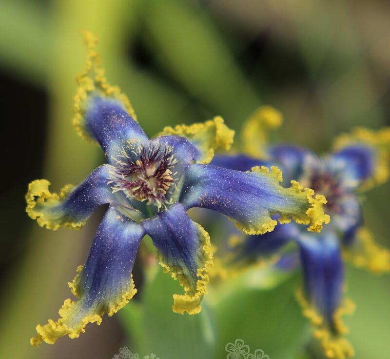 藍月草園】南非秋植球根~法拉利鳶尾~Ferraria uncinata 鈎瓣魔星花暗黑系| 露天市集| 全台最大的網路購物市集