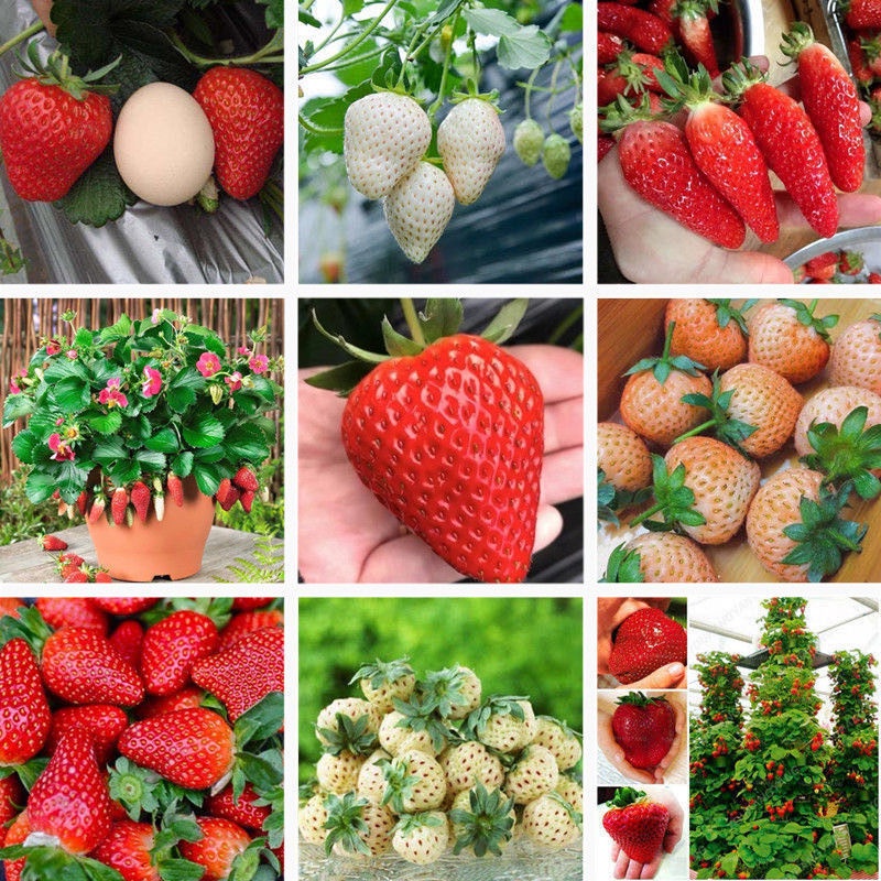 💥50% OFF🍓Climbing Strawberry Tree Mix Seeds✨