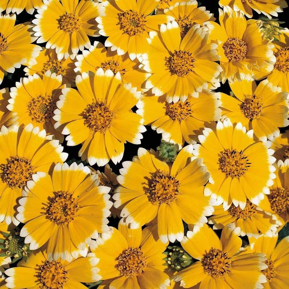 Tidy Tips (Layia Platyglossa) Seeds Great for butterfly and hummingbird gardens
