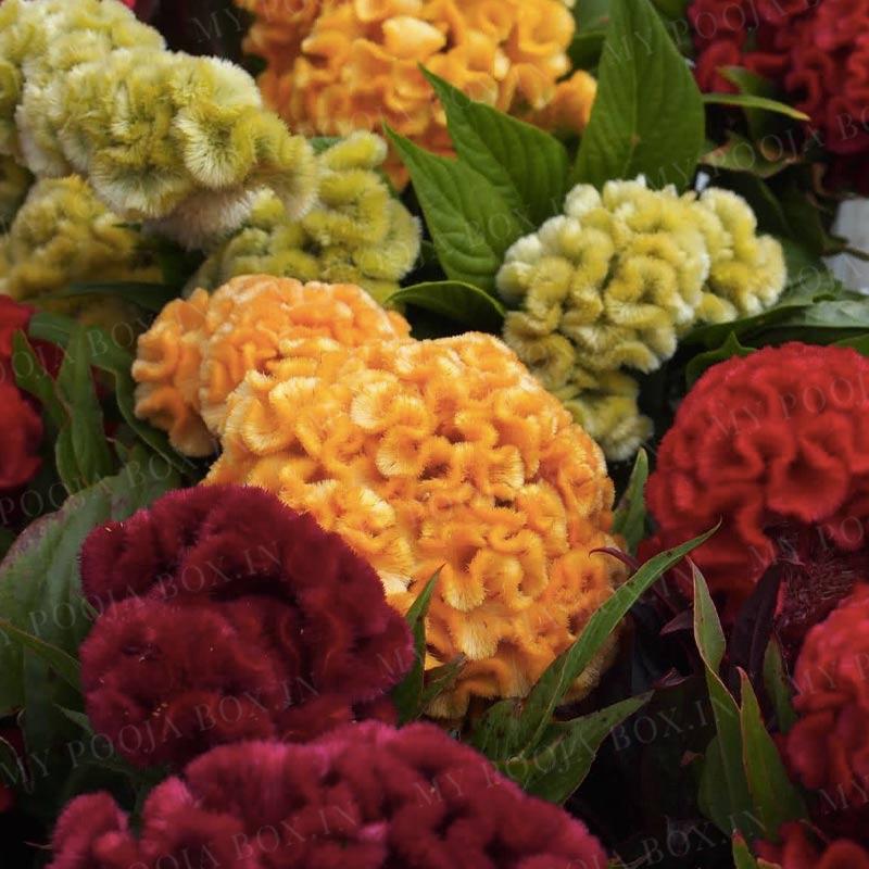 Celosia Seeds
