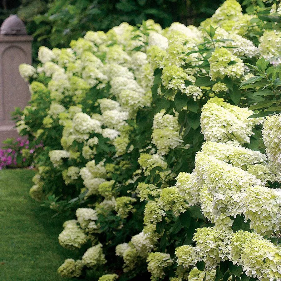 'Limelight' Panicle Hydrangea Seeds