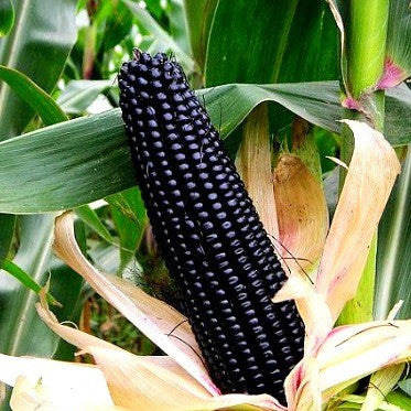 Aztec Black Corn - Ancient Heirloom – Smart Seeds Emporium