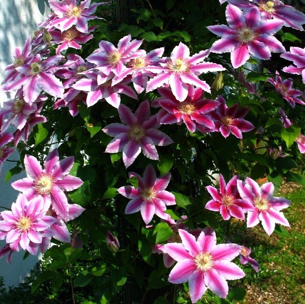 Clematis Dr. Ruppel Seeds 50/100/200PCS