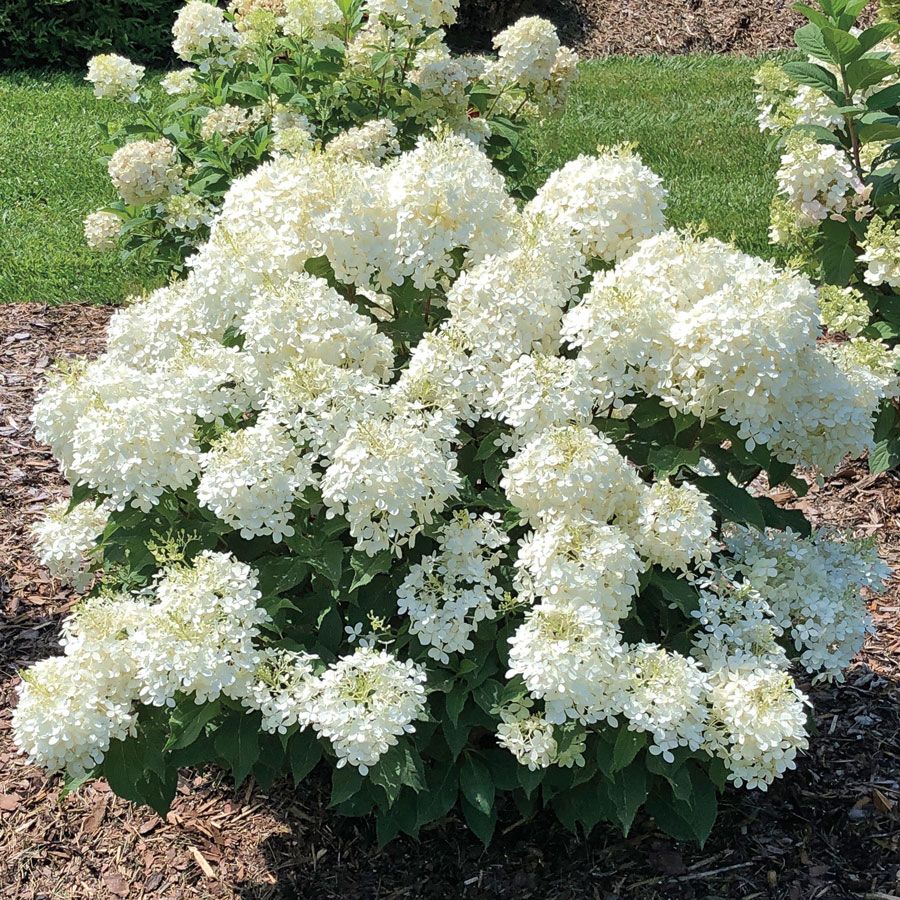 Puffer Fish Panicle Hydrangea Seeds
