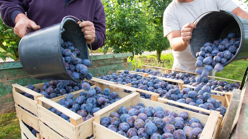 Prunes: El Ni&ntilde;o causes early budding - Mundus Agri