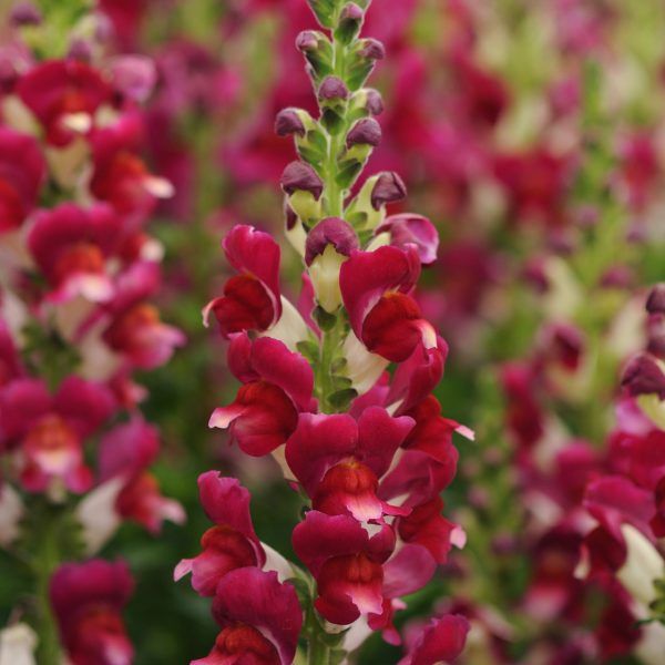 Grow Your Own Snapdragon Spectacle: Unleash the Beauty with Our Premium Snapdragon Seeds!