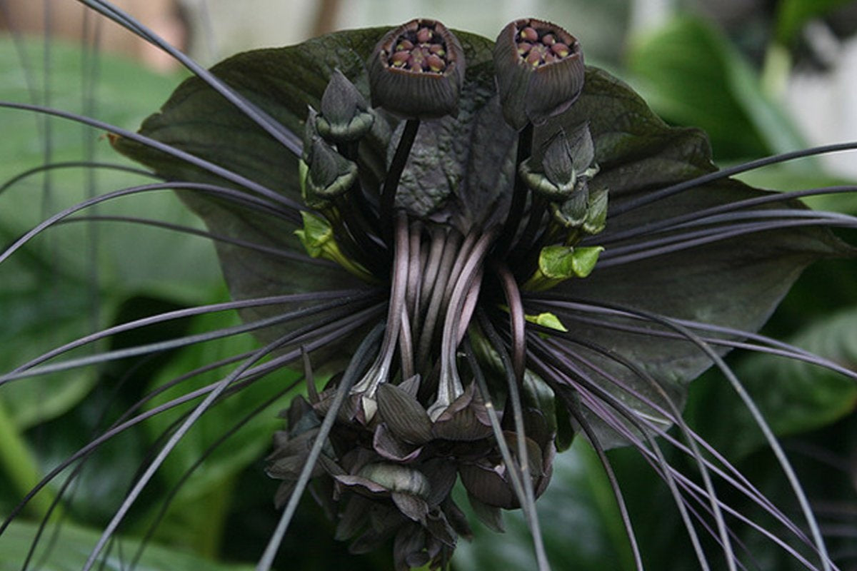 Bat Flower Plant, Black Tacca chantrieri &ndash; Let's Grow Florida