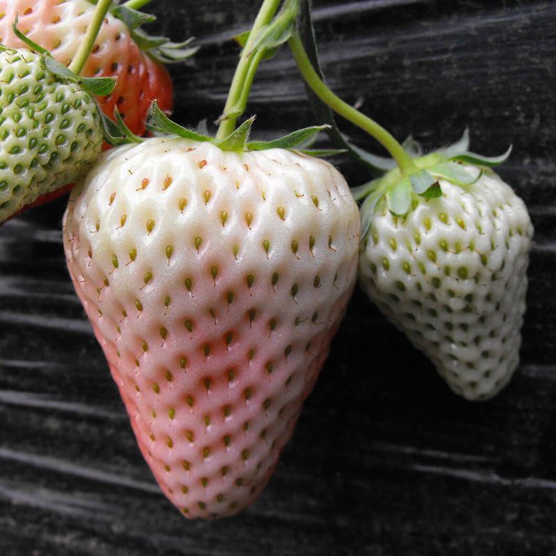 💥50% OFF🍓Climbing Strawberry Tree Mix Seeds✨