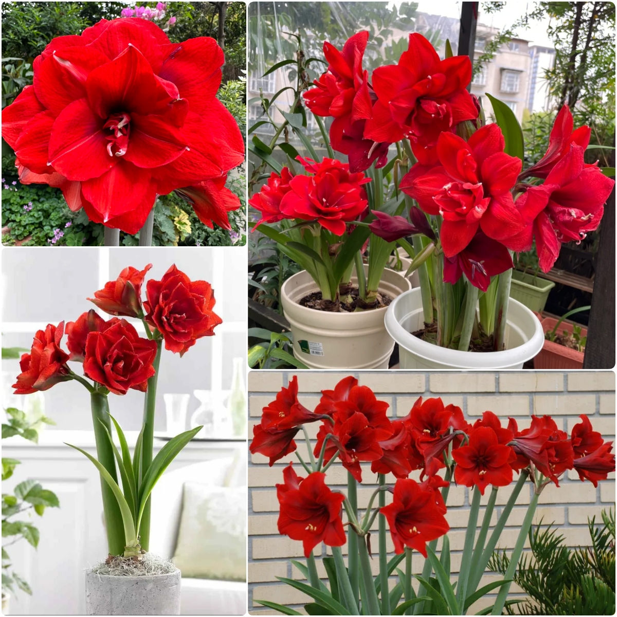Amaryllis Bulbs🌺Interior Design, Low Maintenance, Garden