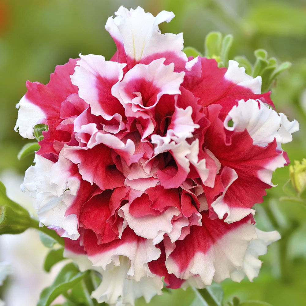 ✨🤩Hot Selling💐Rare Double Petunia Seeds