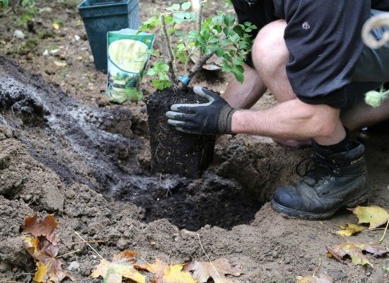 When to Plant Roses - Gardening | Learning with Experts