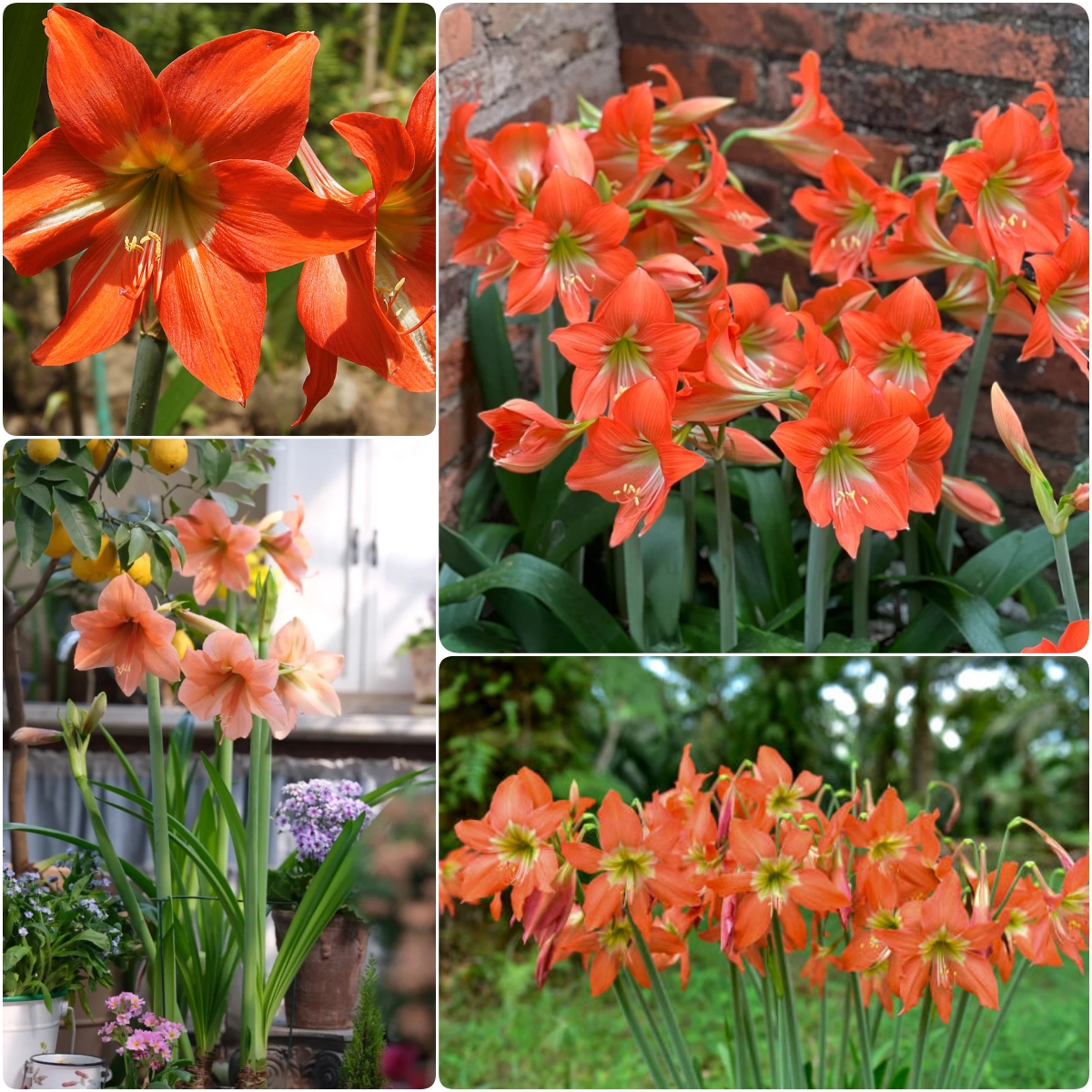Amaryllis Bulbs🌺Interior Design, Low Maintenance, Garden