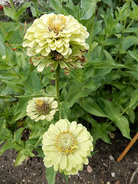 File:Zinnia elegans queen lime, 1.jpg