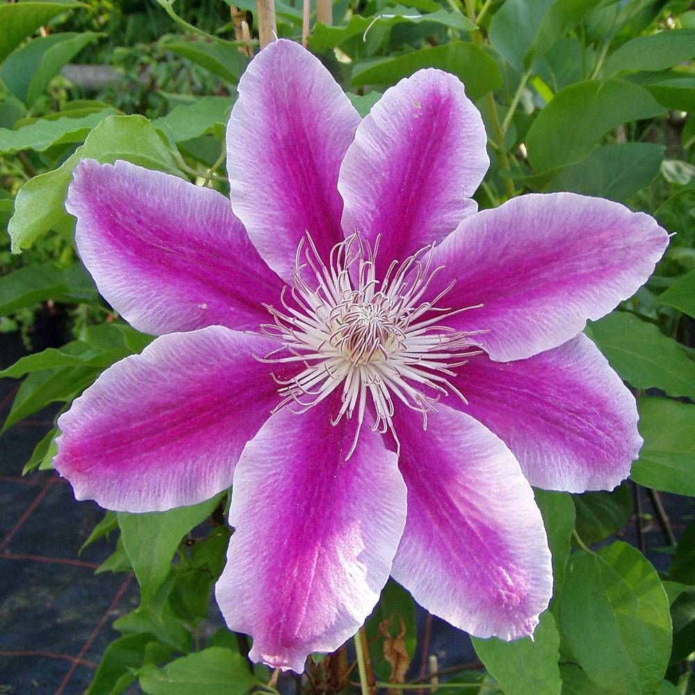 Clematis Dr. Ruppel Seeds 50/100/200PCS