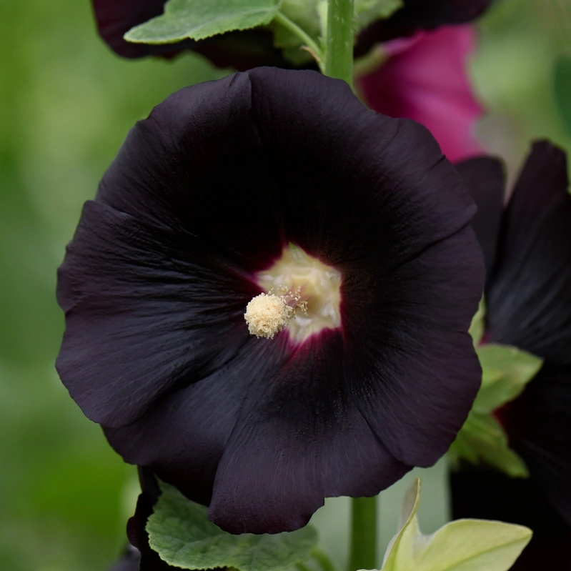 Halifax Seed Company - Black Knight (Seed)