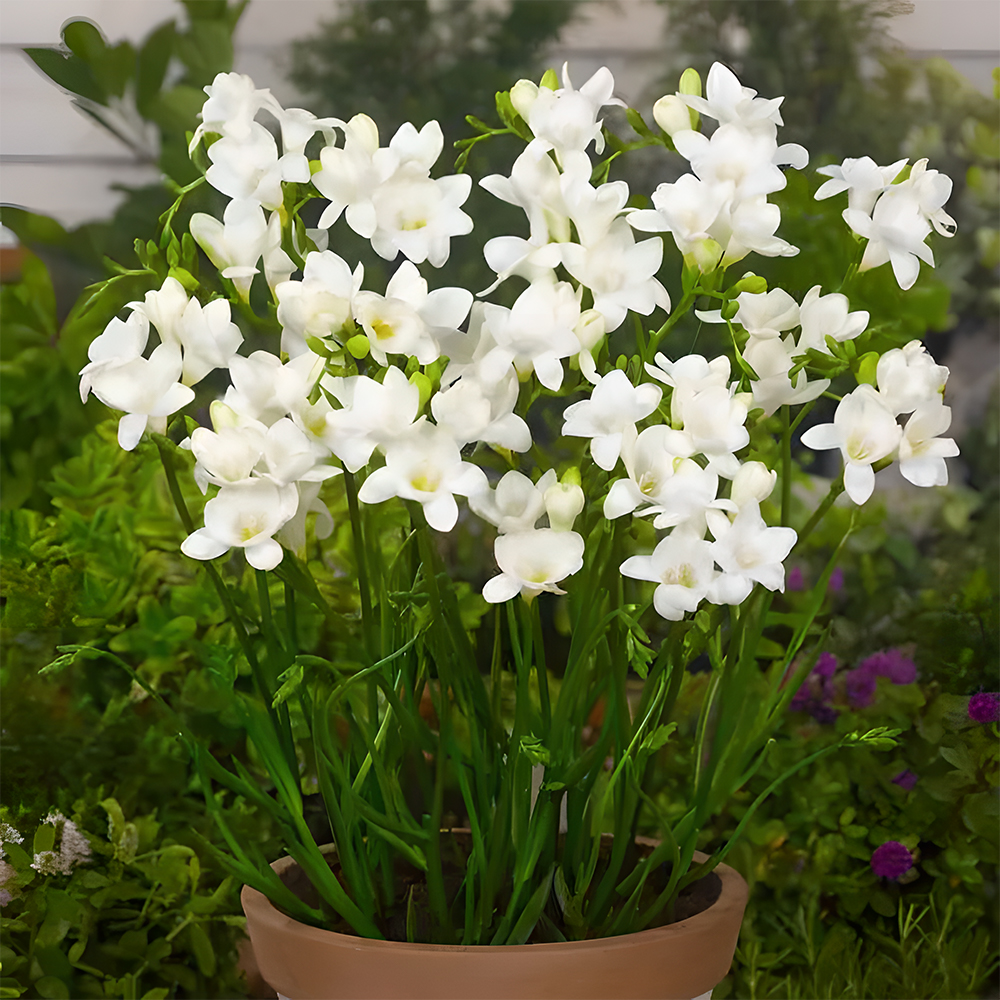 Freesia bulbs💐Rich in variety and fragrant