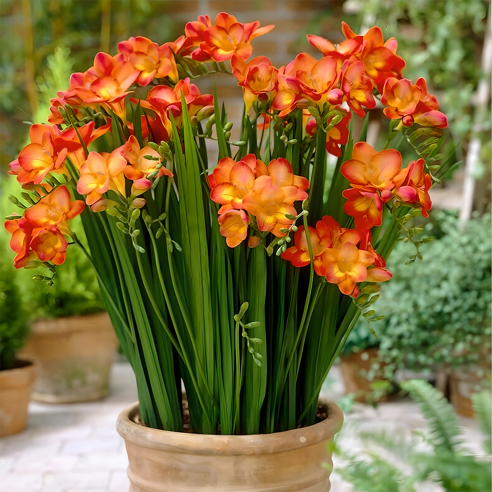 Freesia bulbs💐Rich in variety and fragrant