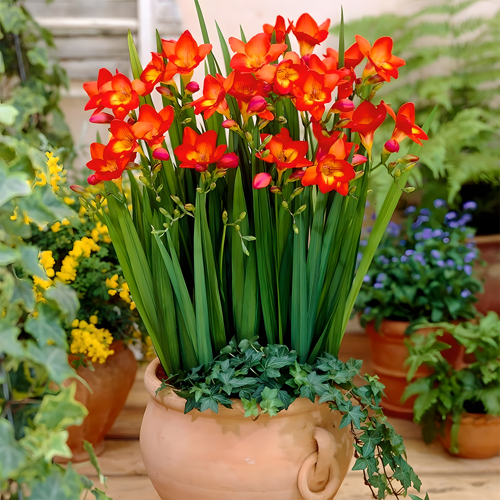 Freesia bulbs💐Rich in variety and fragrant