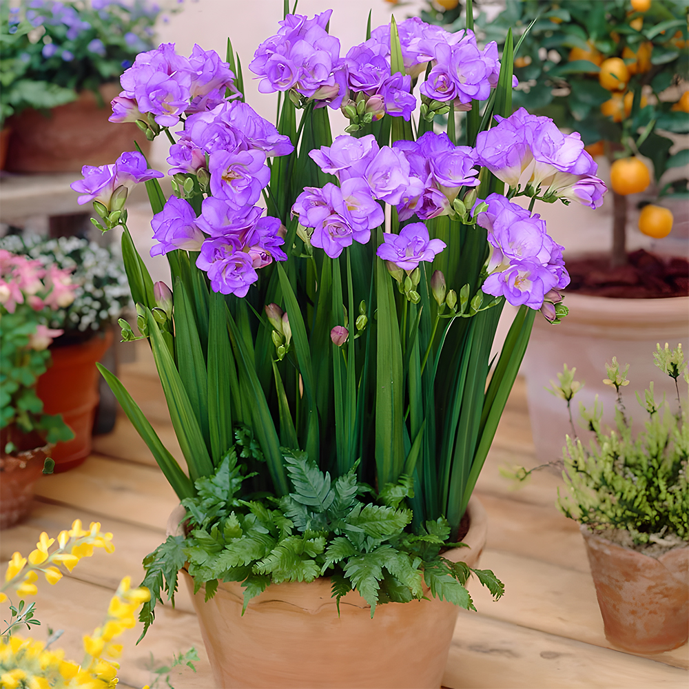 Freesia bulbs💐Rich in variety and fragrant