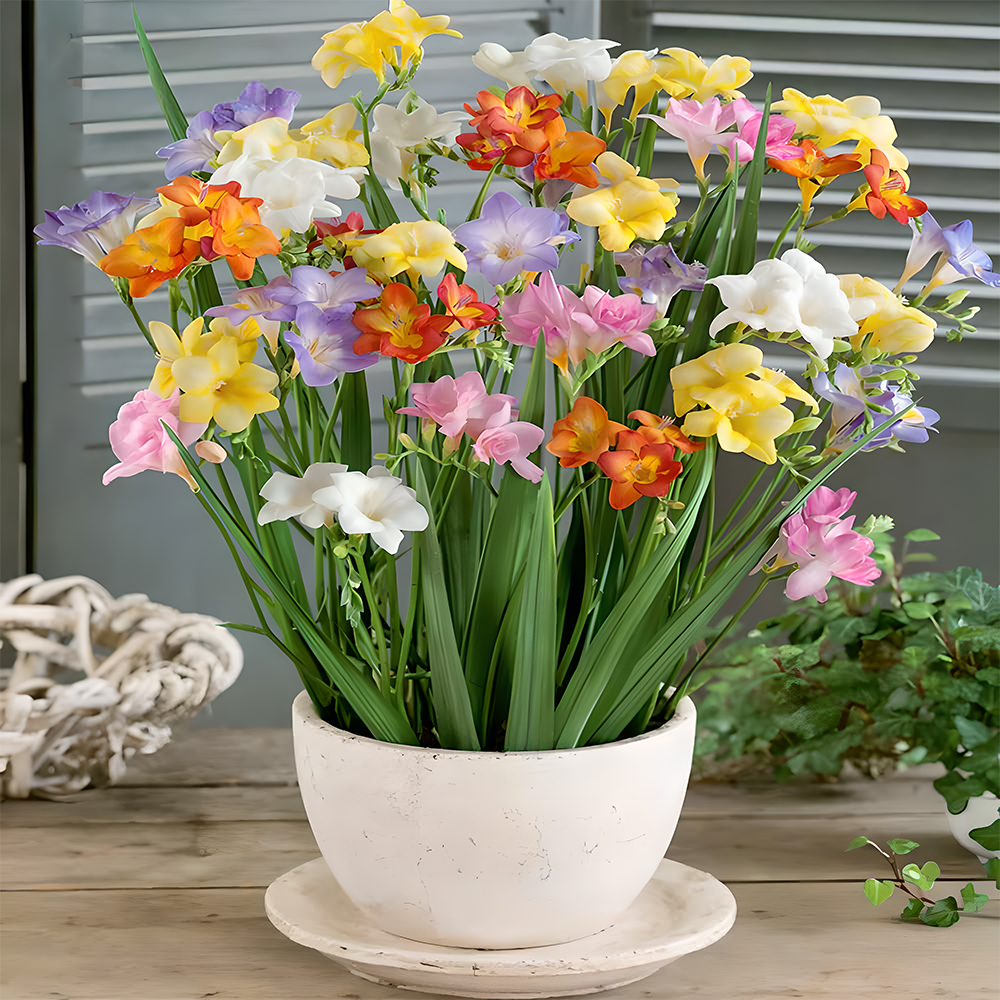 Freesia bulbs💐Rich in variety and fragrant