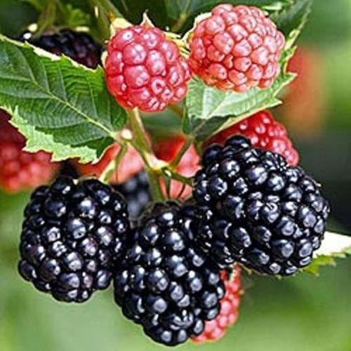 🖤On Sale🖤Spring New Arrivals🥰Triple Crown Blackberry Seeds🍇