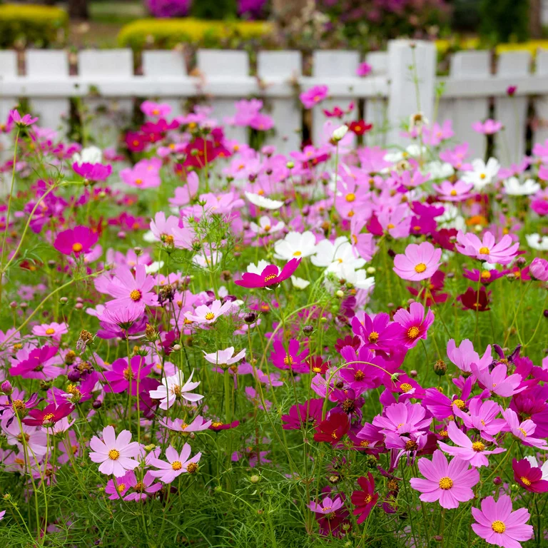  Mix Cosmos Flower Seeds