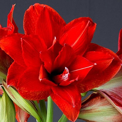 Double Amaryllis Red Peacock | Double Red Blooms  (5 Bulbs/Pkt)