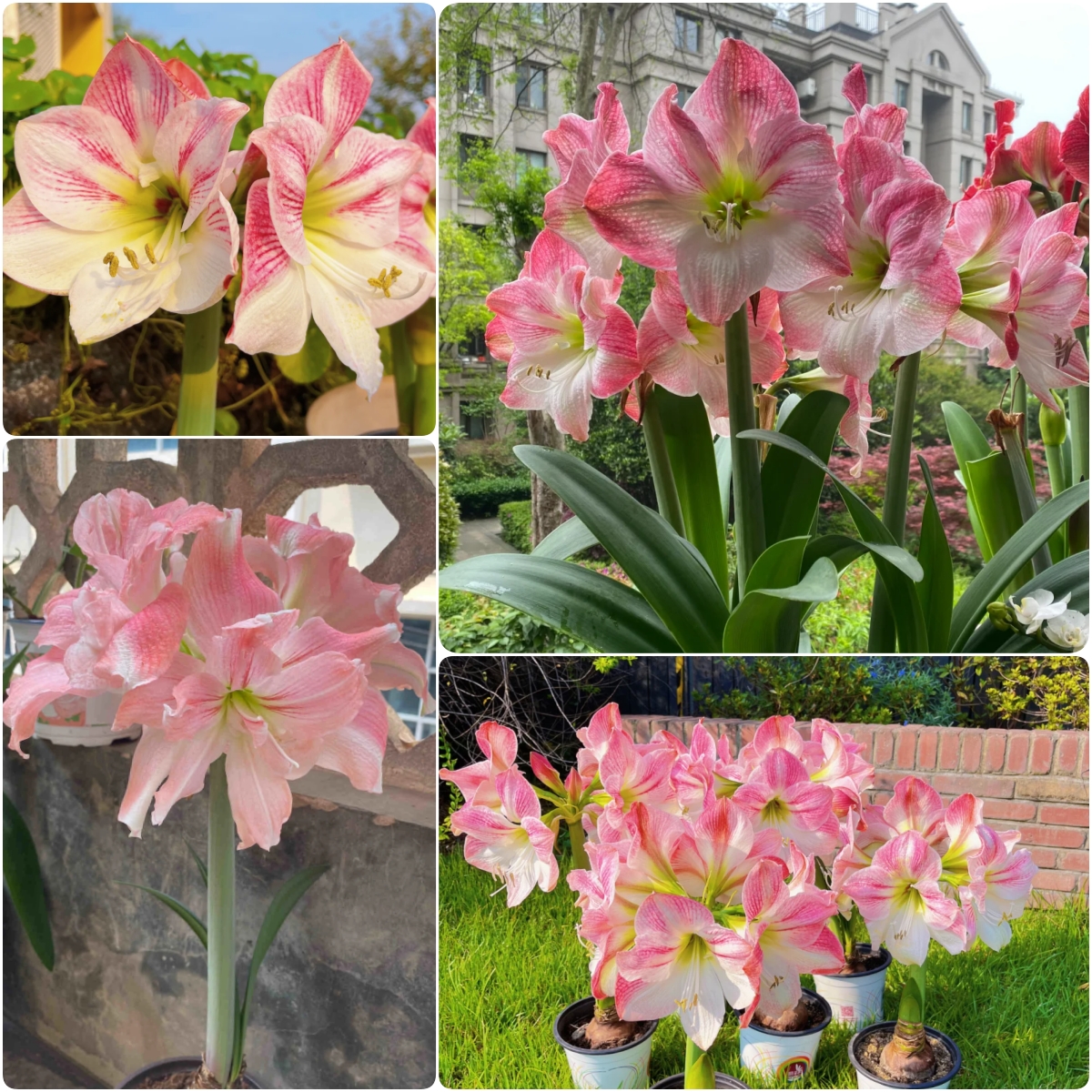 Amaryllis Bulbs🌺Interior Design, Low Maintenance, Garden