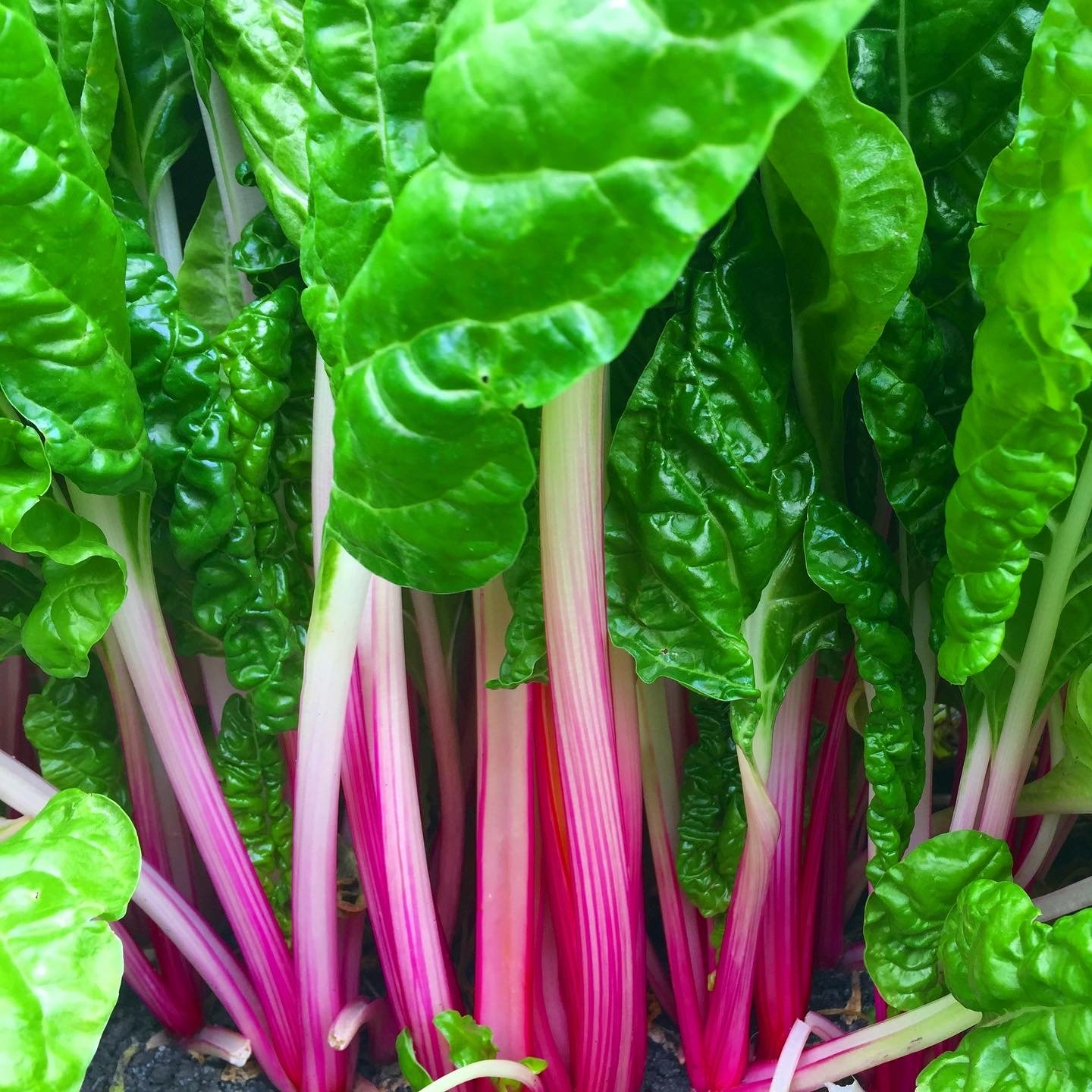 Peppermint Swiss Chard Seeds