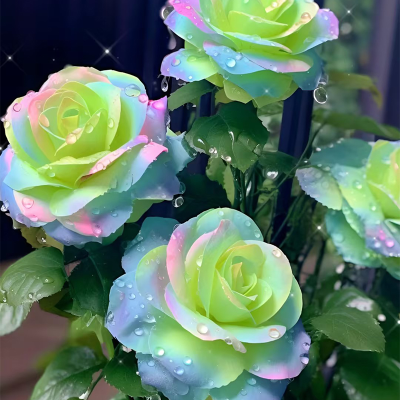 Western Mandala Lancaros Rose