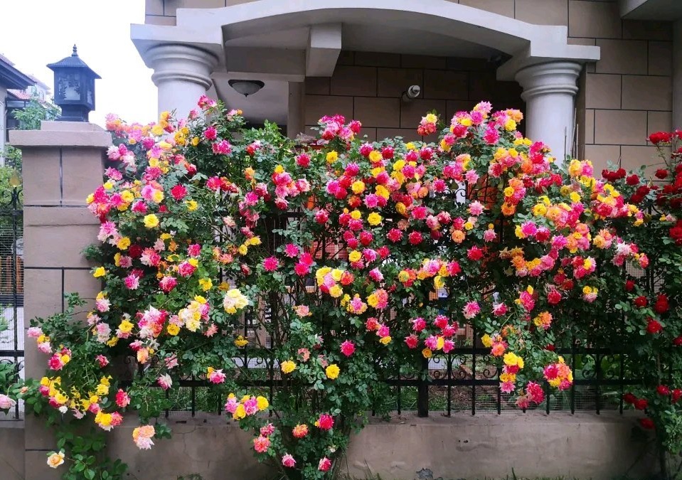 爬藤月季藤彩虹优缺点（藤本藤彩虹花期长到一年四季开花）-植物说