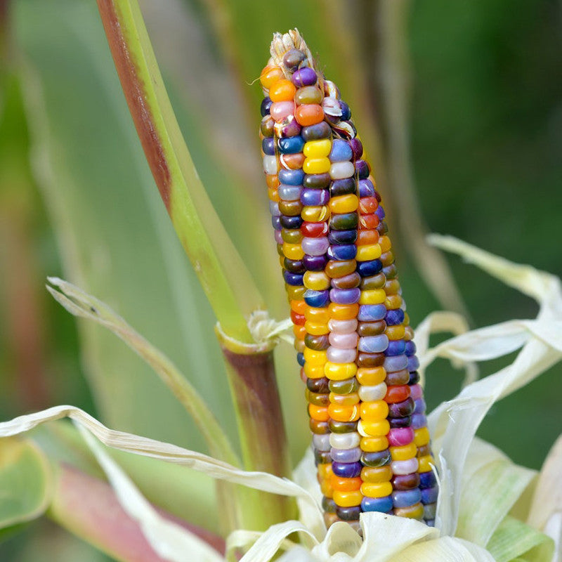 💥38% OFF🌈🌽Rainbow Glass Gem Corn Seeds