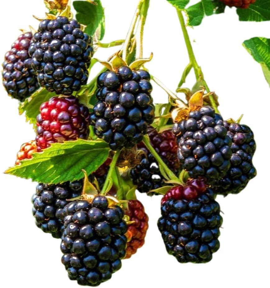 🖤On Sale🖤Spring New Arrivals🥰Triple Crown Blackberry Seeds🍇
