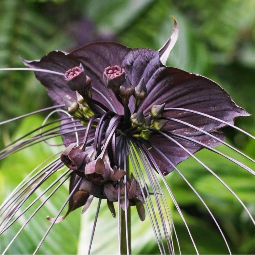 Amazon.com: 5 Seeds Black Bat Flower Seeds Attracts Butterflies Rare Unique  Brilliant White Color Sun or Shade Hummingbirds Love! Tacca chantrieri :  Patio, Lawn & Garden