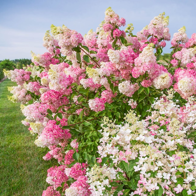Gurney's Seed and Nursery Vanilla Strawberry Hydrangea White Flowering  Shrub in 1 Pack Bare Root in the Shrubs department at Lowes.com