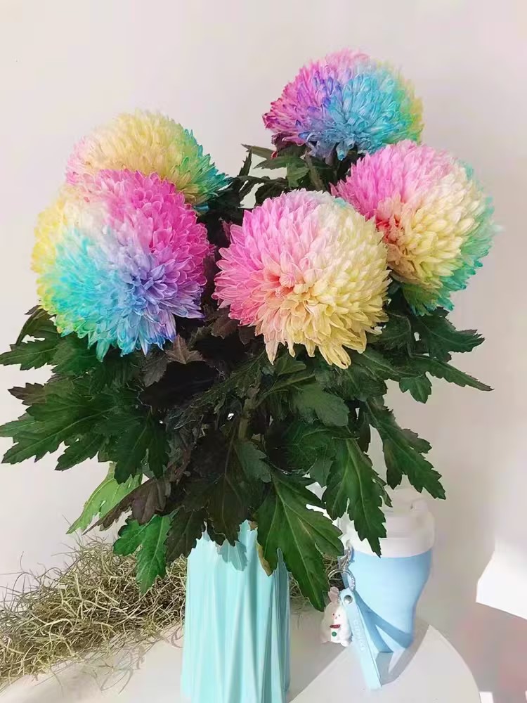 Aster Tall Peony / Duchess Flowers Blend 20/50/100/200 Seeds - Callistephus GMO Free